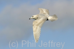 Iceland Gull