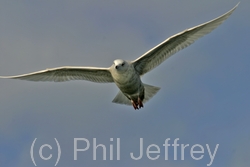 Iceland Gull