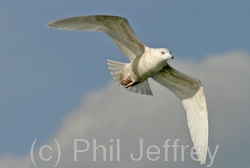 Iceland Gull