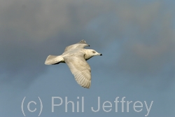 Iceland Gull