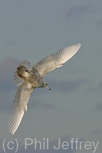 Iceland Gull