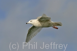 Iceland Gull