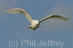 Iceland Gull