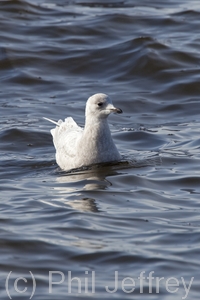 Iceland Gull