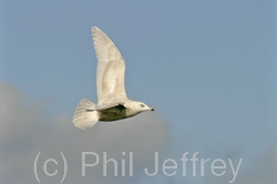 Iceland Gull