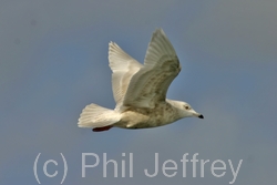 Iceland Gull