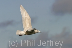 Iceland Gull