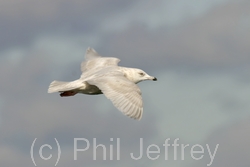 Iceland Gull