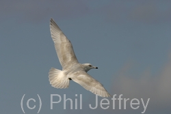 Iceland Gull