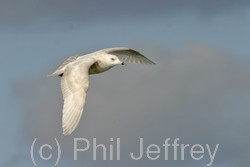 Iceland Gull