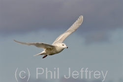 Iceland Gull