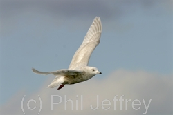 Iceland Gull