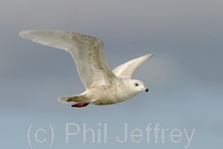 Iceland Gull