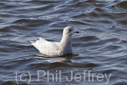 Iceland Gull