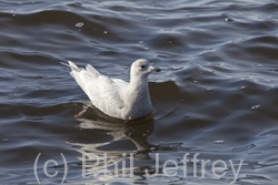 Iceland Gull