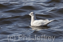 Iceland Gull