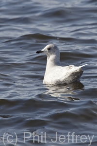 Iceland Gull