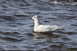 Iceland Gull