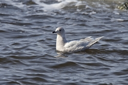 Iceland Gull