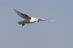 Iceland Gull
