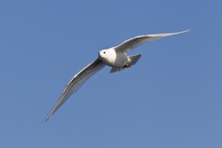 Iceland Gull