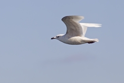 Iceland Gull