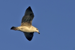 Iceland Gull