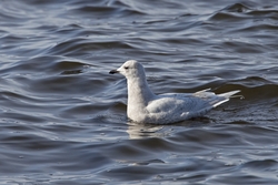 Iceland Gull
