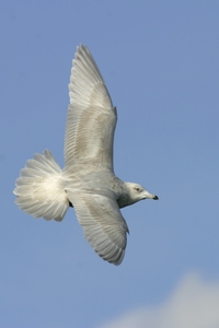Iceland Gull