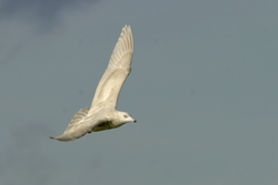 Iceland Gull