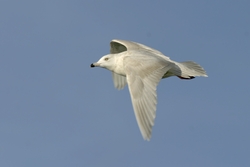 Iceland Gull
