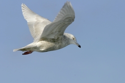 Iceland Gull