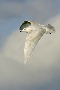 Iceland Gull