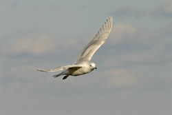 Iceland Gull