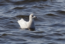 Iceland Gull