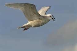 Iceland Gull