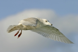 Iceland Gull