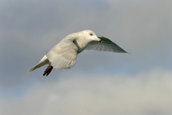 Iceland Gull