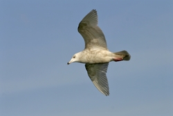 Iceland Gull
