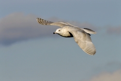 Iceland Gull