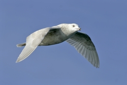 Iceland Gull