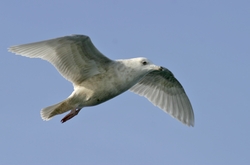 Iceland Gull