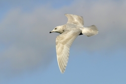 Iceland Gull