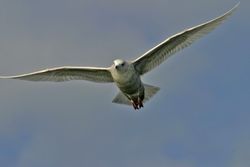 Iceland Gull