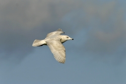 Iceland Gull