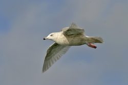 Iceland Gull