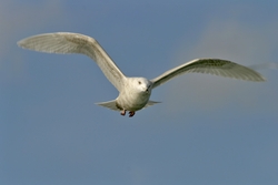 Iceland Gull