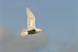 Iceland Gull
