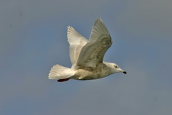 Iceland Gull