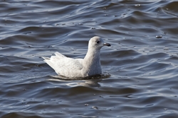 Iceland Gull
